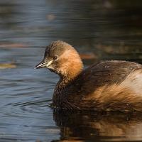 Little Grebe 